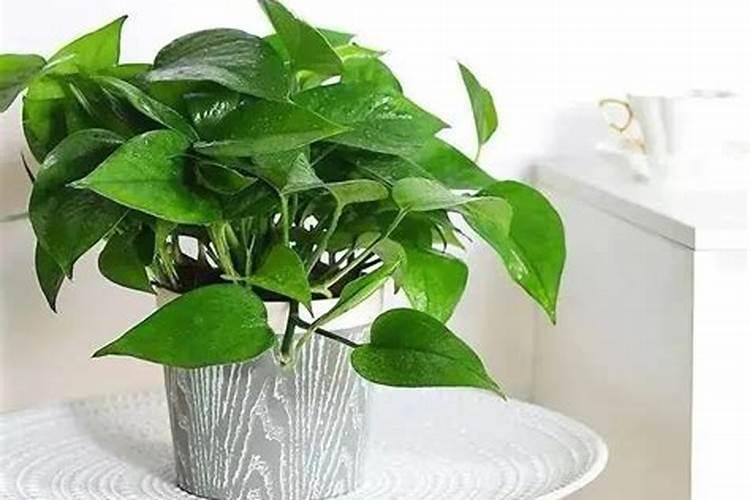 绿萝能施磷肥复合肥和尿素吗