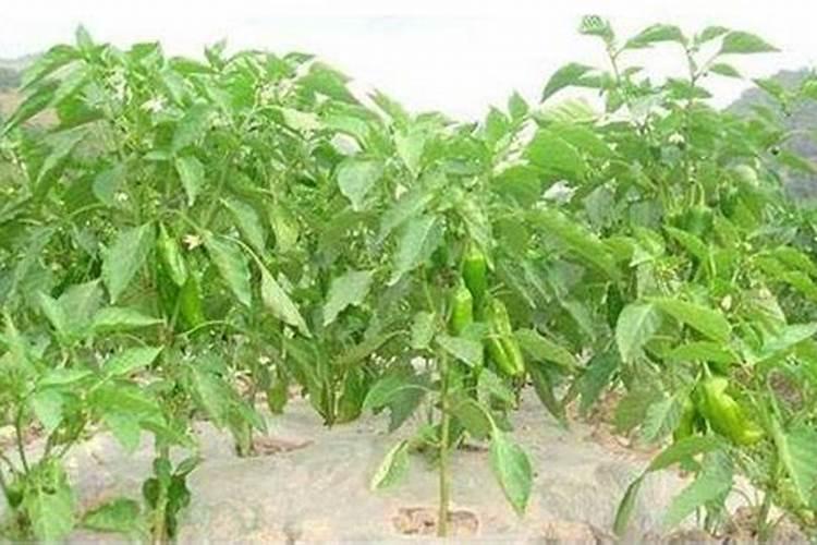 辣椒开花期一亩地滴两公斤左右高钾肥合适吗