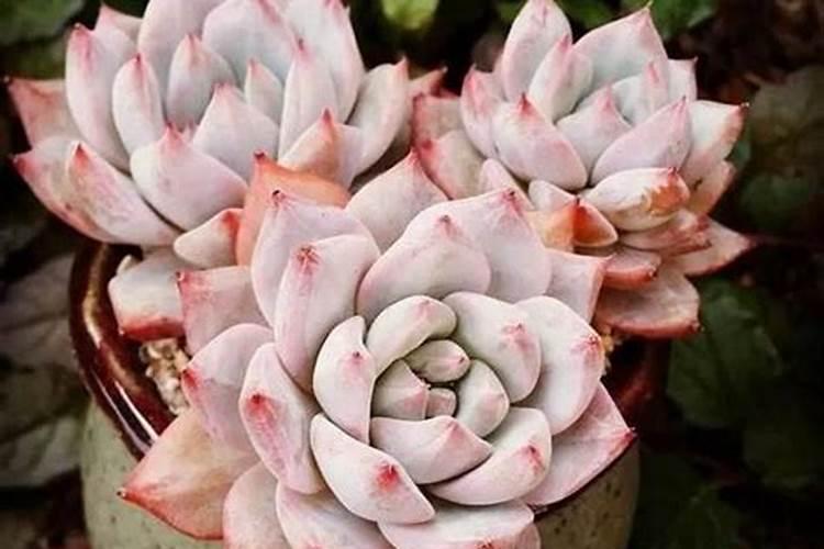 多肉的肉用什么肥料最好？