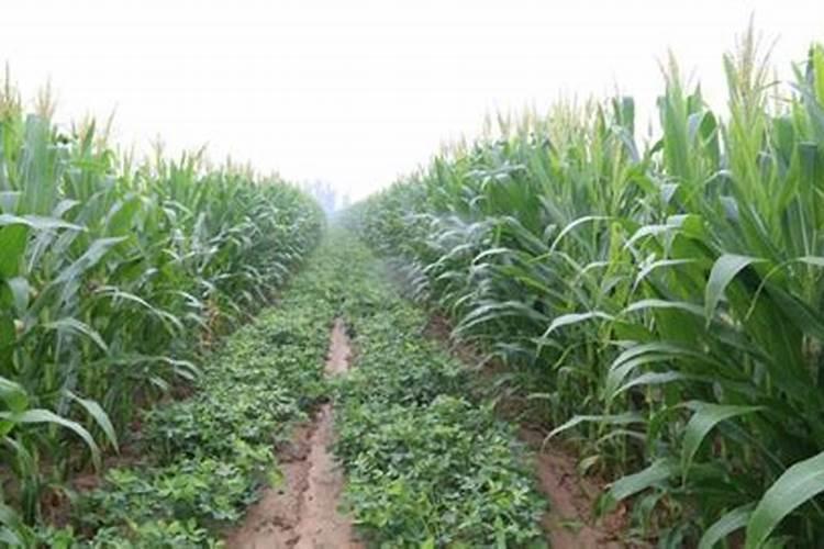 氮肥怎么区分 氮肥如何区分