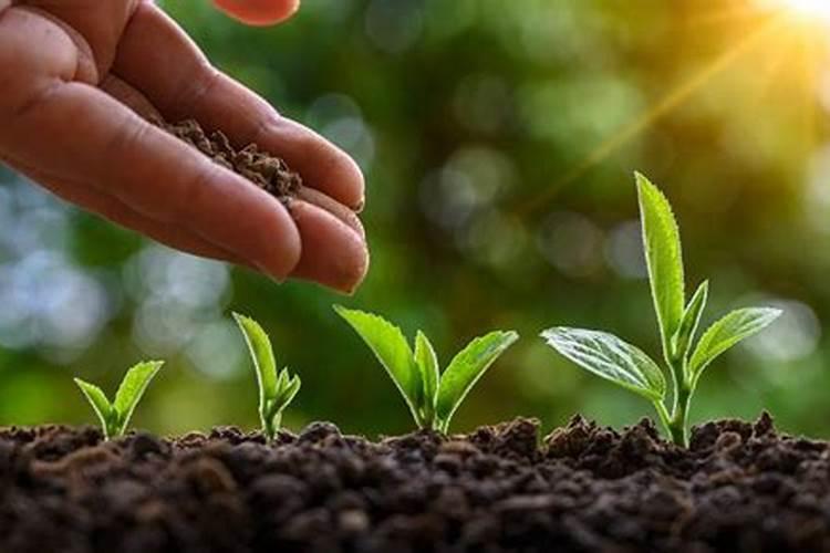 如果农作物矮小瘦弱,可能是缺乏