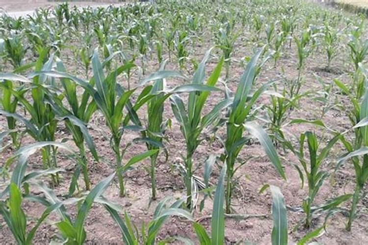 n p2o5 k2o是什么肥料