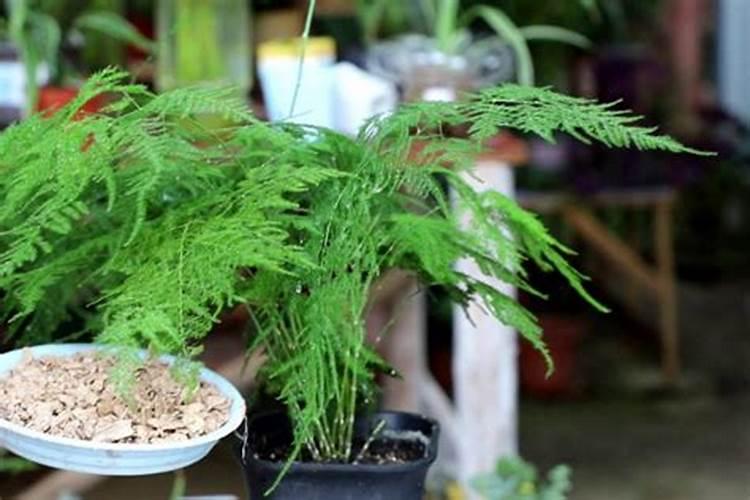 文竹浇什么肥最旺盛