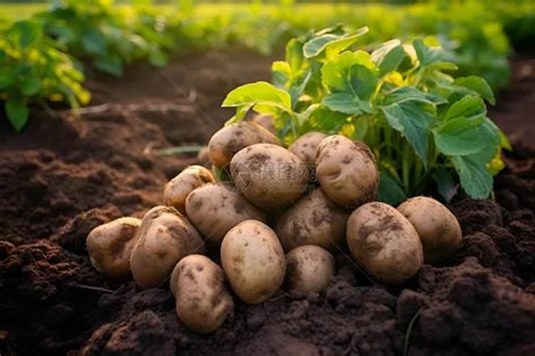 土豆跟鱼一起吃是不是相克的？