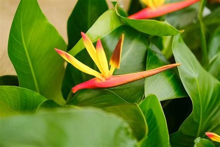 天堂鸟叶片枯黄发黑怎么办