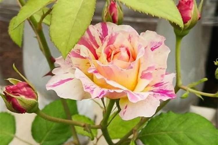 钾肥进口关税对相关股票的影响？