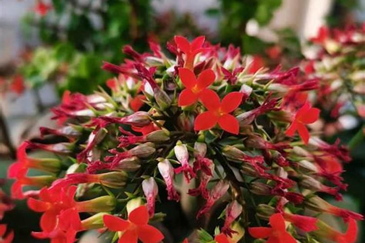 学化学知道氯化钾是白色的,可为什么化肥氯化钾是粉色的