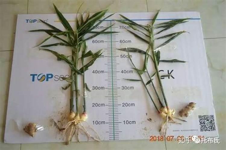 大姜二芽三芽期施什么肥