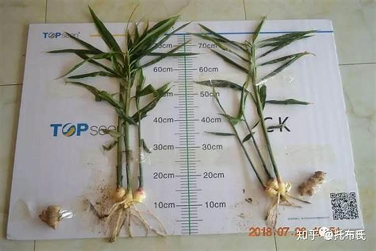 大姜几个芽小培土,大姜后期用什么肥料好