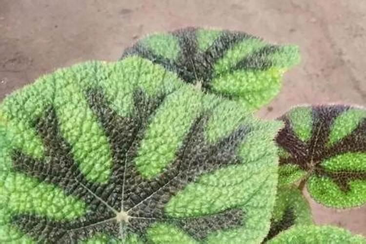 哪些植物肥料里面含丰富的磷和钾？