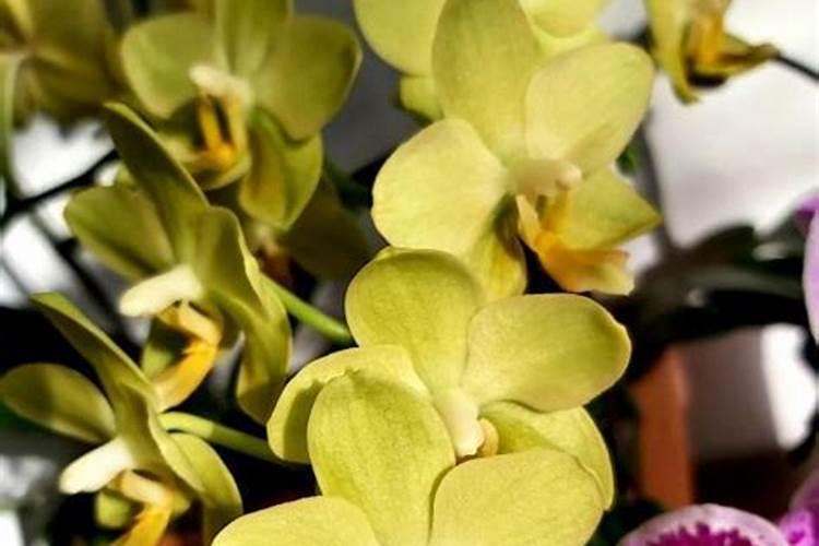 蝴蝶兰用花多多1号怎么兑水？