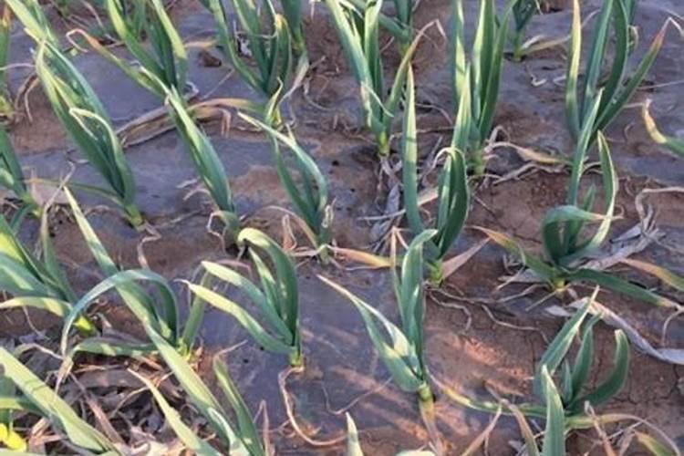 大蒜亩产量一般多少斤？