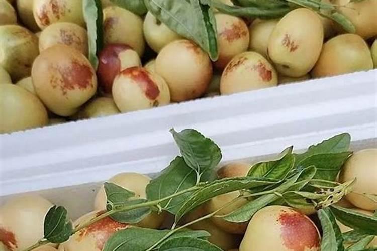 枣树斑点落叶病的治疗方法