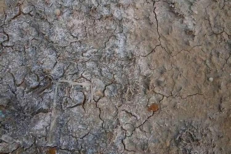 土壤酸化了怎么处理最好