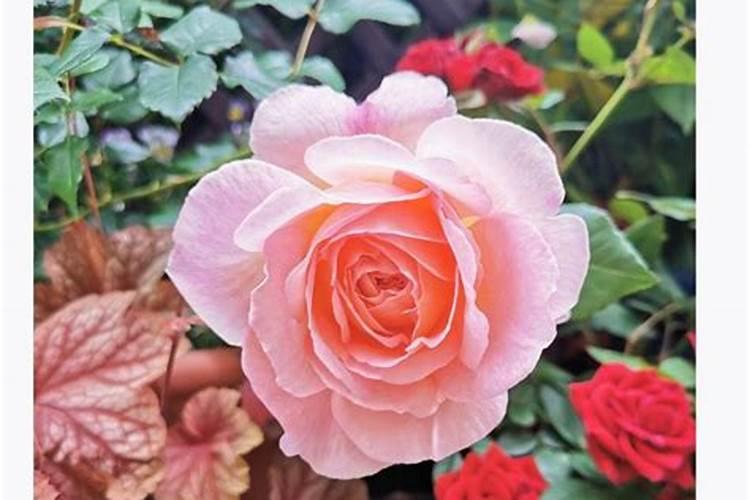 蔷薇花施肥方法