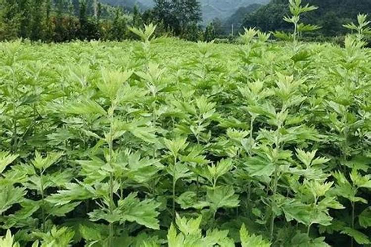 艾灰可以做肥料吗