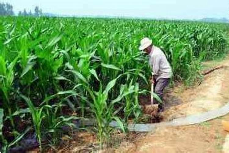 玉米施加钙肥的最佳时间 什么时候使用合适