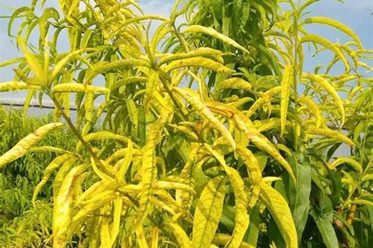 桃树黄叶怎么办 桃树黄叶病怎么治