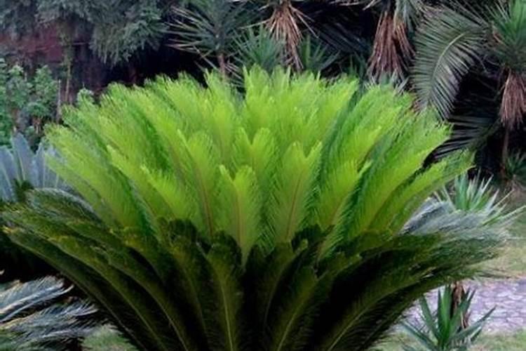 铁树在夏季养护需要注意哪些问题