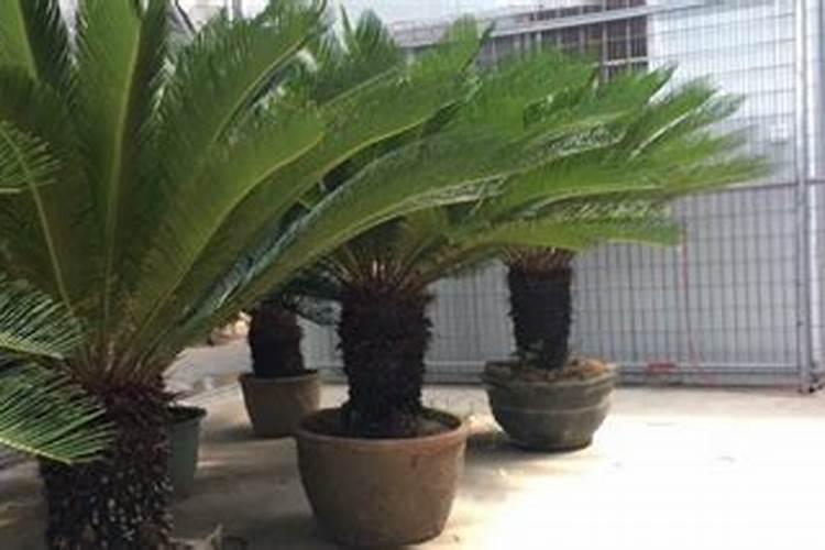 铁树喜肥吗 喜欢施什么肥料