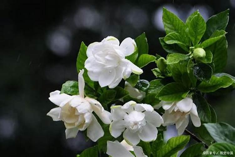 尿素可以用来给栀子花施肥吗