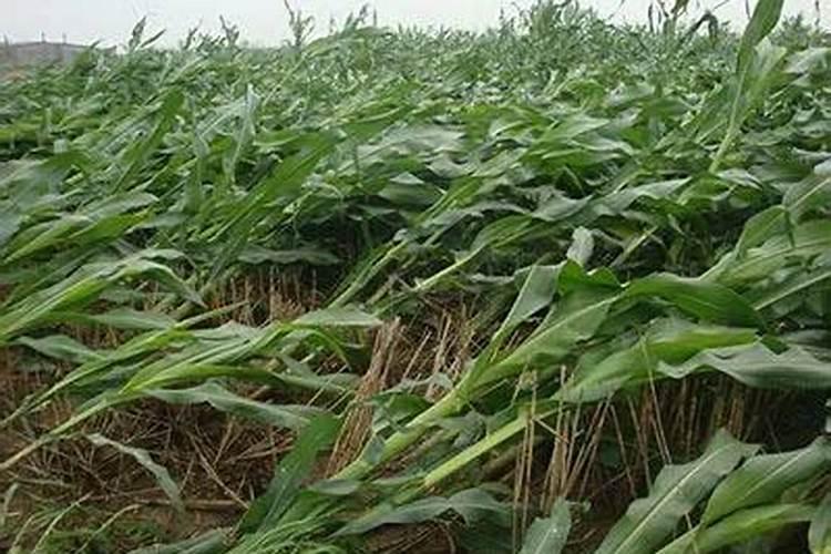 玉米拔节期用哪种水溶肥好