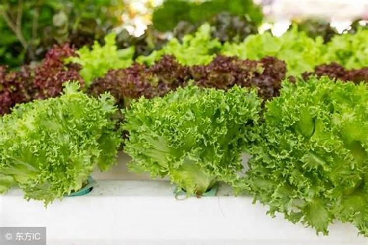 生菜施肥淋尿素怎样淋