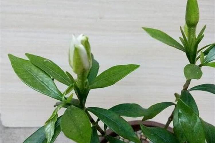 栀子花叶子干枯怎么办