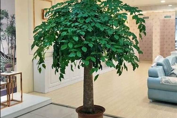 富贵树怎么施肥需要注意这七方面