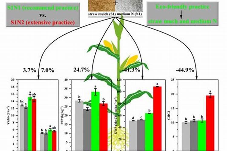 玉米施尿素的最佳时间