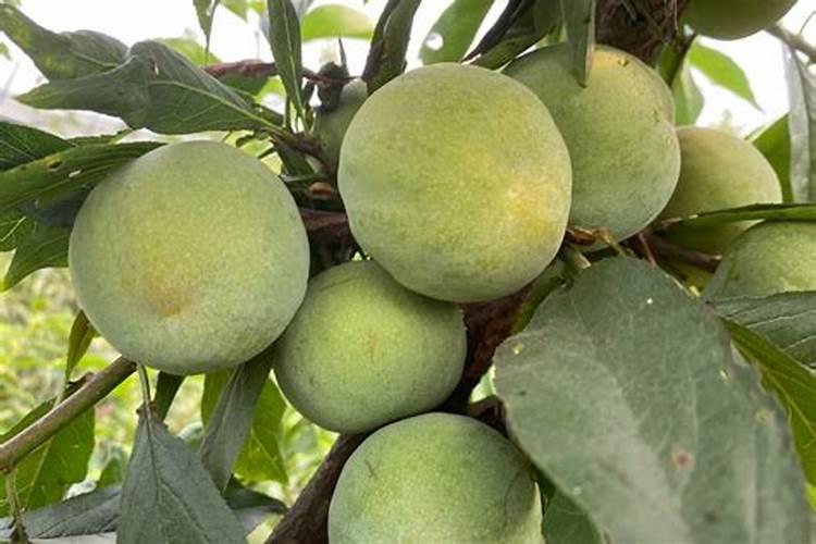 安哥诺李子施肥时间表