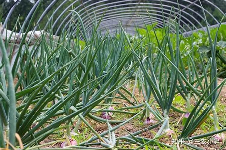洋葱高产种植技术 洋葱生长条件整理