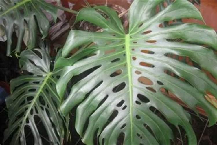 24一表芸苔素内酯用多了有害吗？