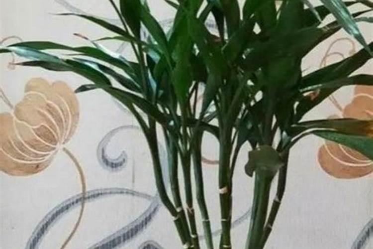 富贵竹怎么施肥