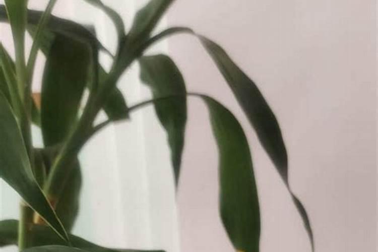 富贵竹的水养殖方法