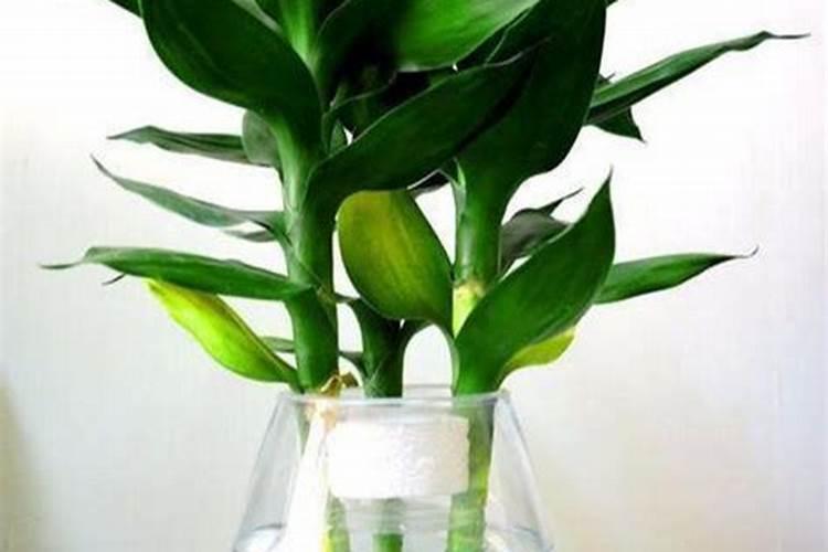 富贵竹怎么施肥