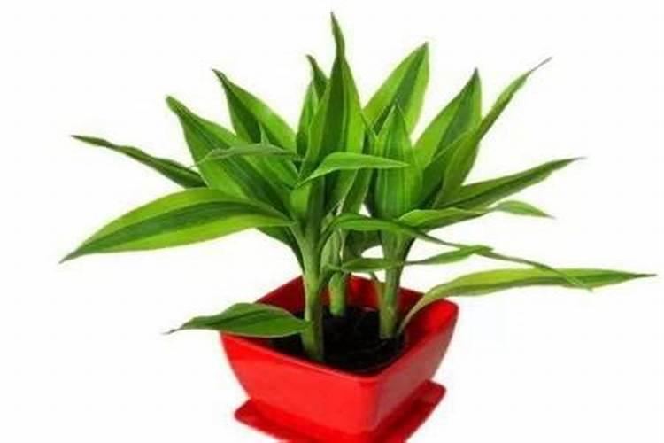 富贵竹怎么施肥