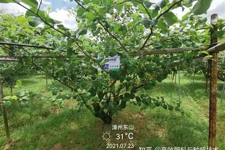 大青枣膨果期管理要点 大青枣应怎么施肥