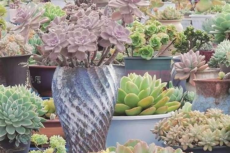 眉山的市花是什么？