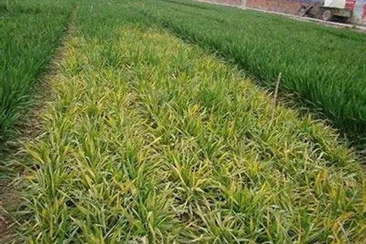 小麦苗为什么会发黄？原因出在哪里？