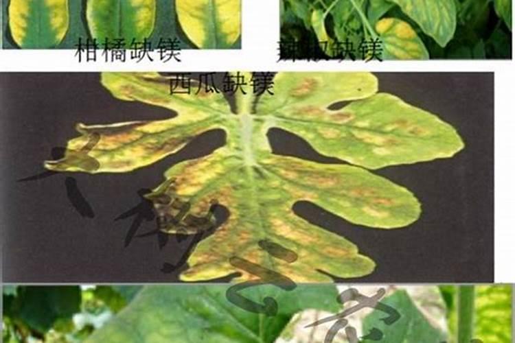 草缸里钾肥过多有什么影响呢？