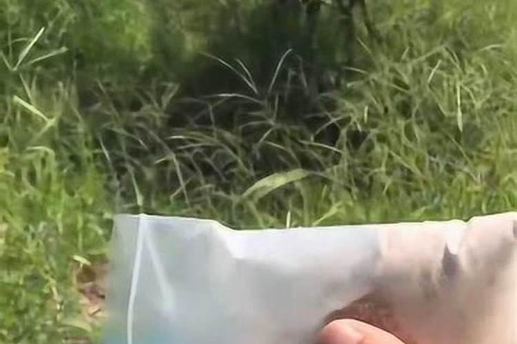 凌霄花的花语是什么？