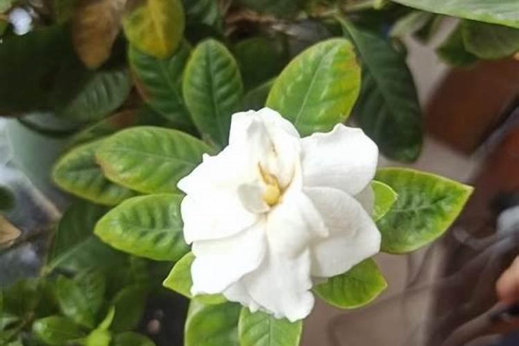 熟大豆可以当肥料吗？