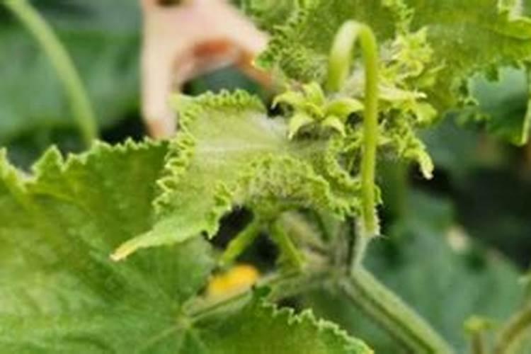 黄瓜蔓子很细,龙头很小,应怎样