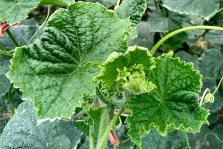 黄瓜尖细,瓜打顶怎么办,用什么肥