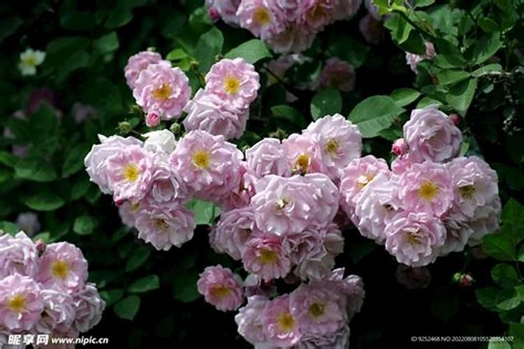 蔷薇花叶子发黄怎么回事