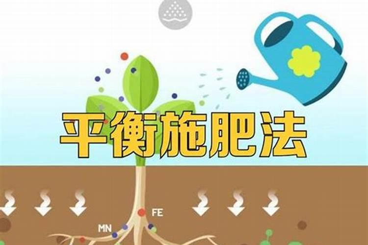 番茄平衡肥什么时候用(番茄平衡肥与高钾肥的使用)