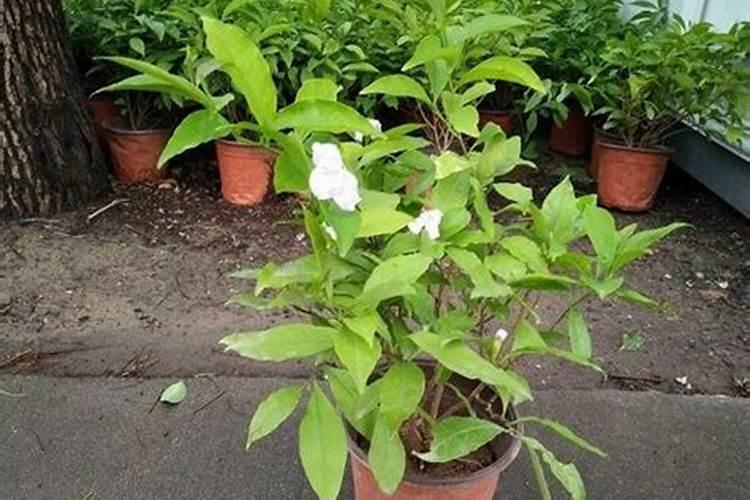 大、中、微量元素的区别