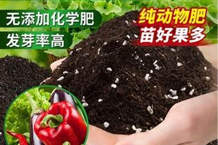 樟州杨梅农后期喷什么药果实变黑亮？