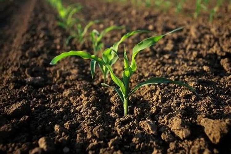 腐植酸中醌基的测定都有哪些方法？这些方法的局限又在哪？